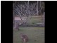 Lot 74 Mahogony Road, New Italy NSW 2472