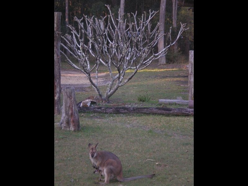 Lot 74 Mahogony Road, New Italy NSW 2472