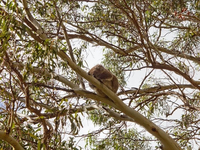 7 Christie Court, Athelstone SA 5076