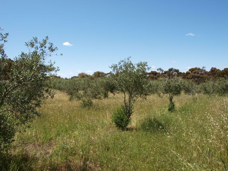 Frances Terrace, Lochiel SA 5510