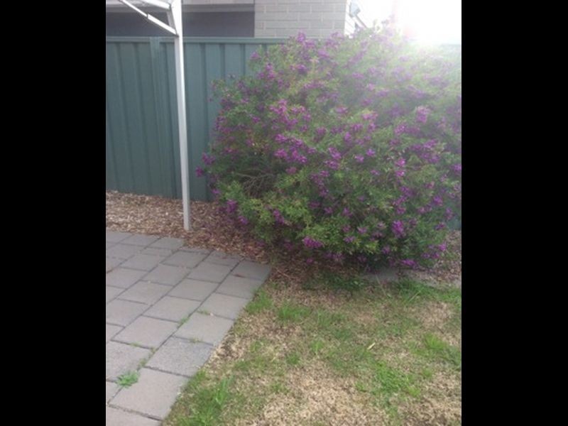 8 Waterton Lane, Mawson Lakes SA 5095