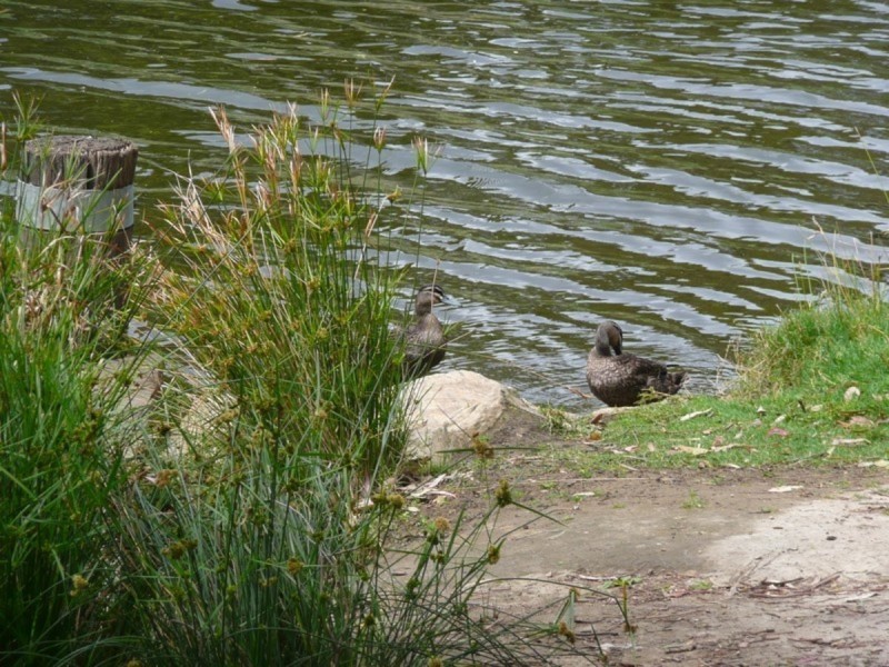 Lot 1 527-529/ Henley Beach Road, Fulham SA 5024