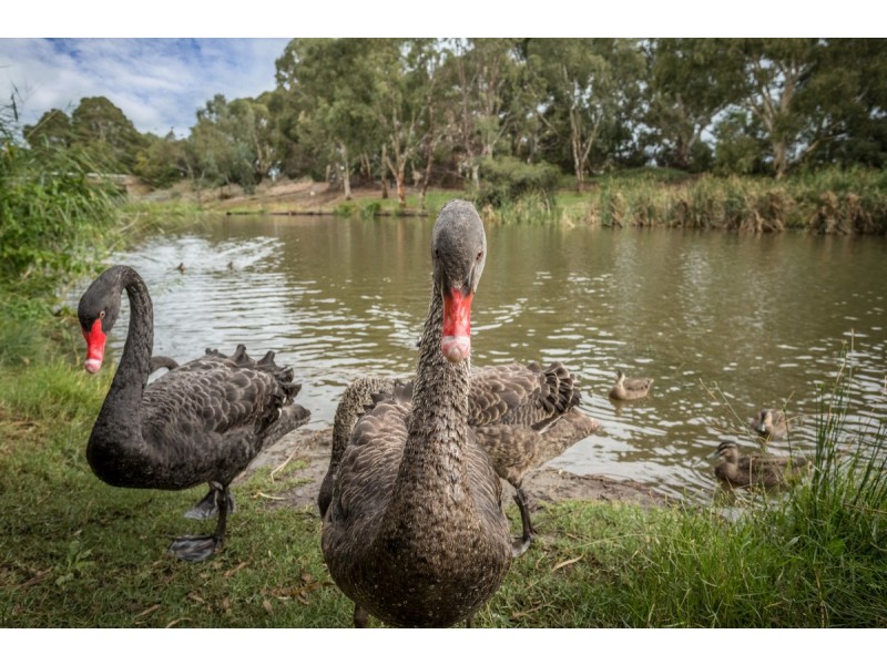 8 Kellett Avenue, Lockleys SA 5032