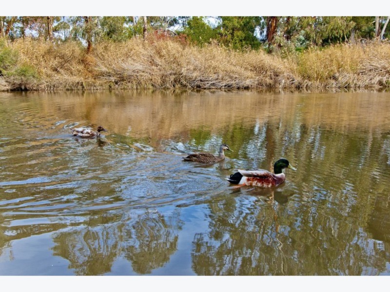 62 Clyde Avenue, Lockleys SA 5032