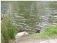 99 Valetta Rd, Kidman Park SA 5025