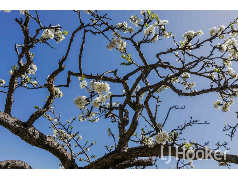 29 Tewkesbury Street, Cheltenham SA 5014