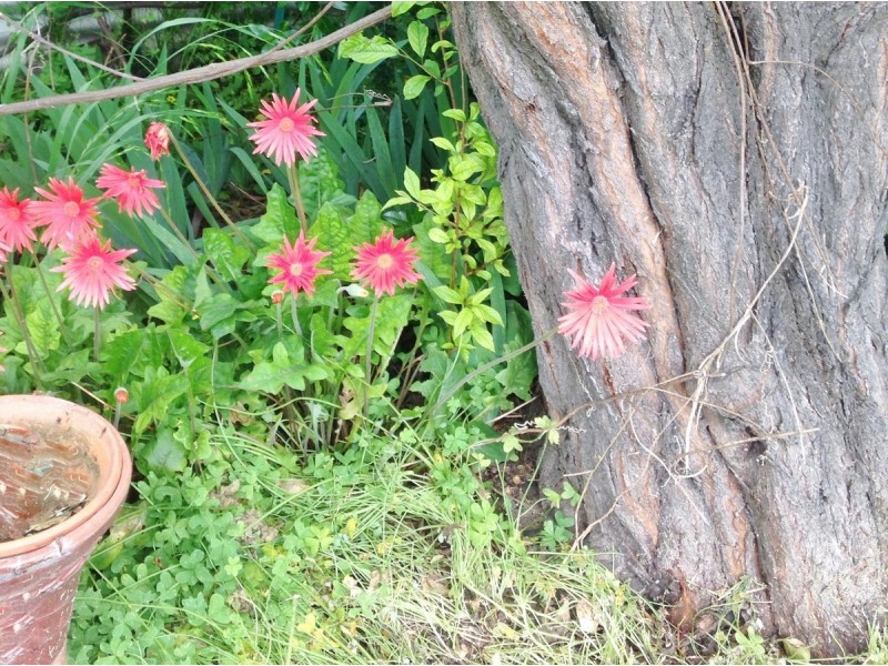 30 KORANA Street, South Plympton SA 5038