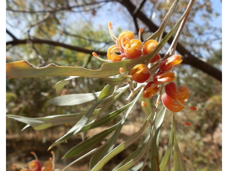 Lot 22/12-14 Wandilta Terrace, Clinton SA 5570