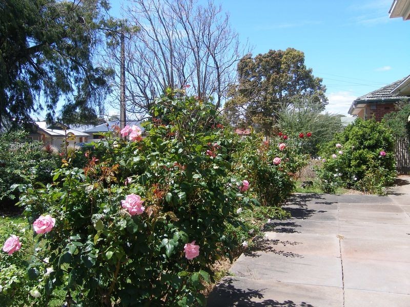 31 Clacton Road, Dover Gardens SA 5048