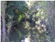182 Commissioners Flat Road, Peachester QLD 4519