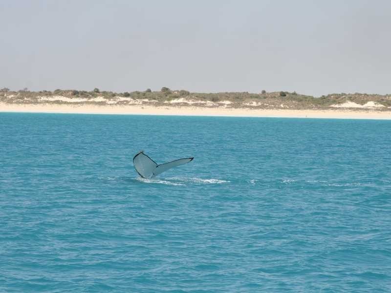 59 Williams Road, Broome WA 6725