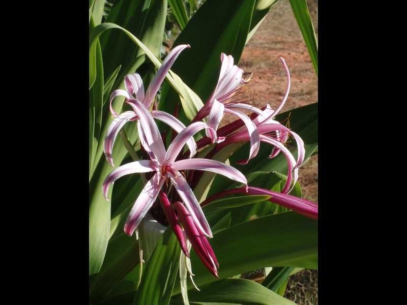 22 Lawrence Road, Broome WA 6725