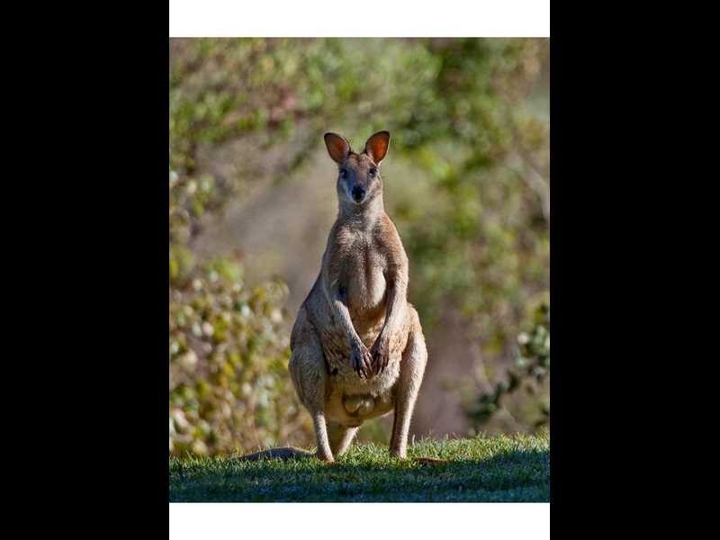 22 Lawrence Road, Broome WA 6725