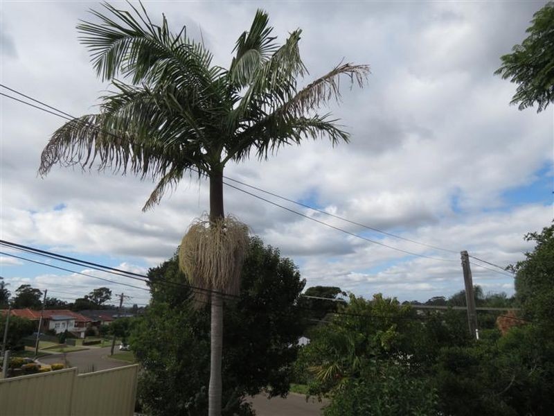 35 Bellevue Street, Blacktown NSW 2148