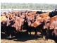 Tingoora QLD 4608