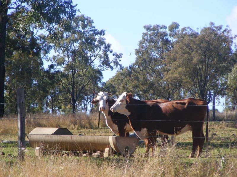 0 Tim Shea Creek Road, Wengenville QLD 4615