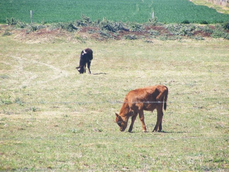 Memerambi QLD 4610