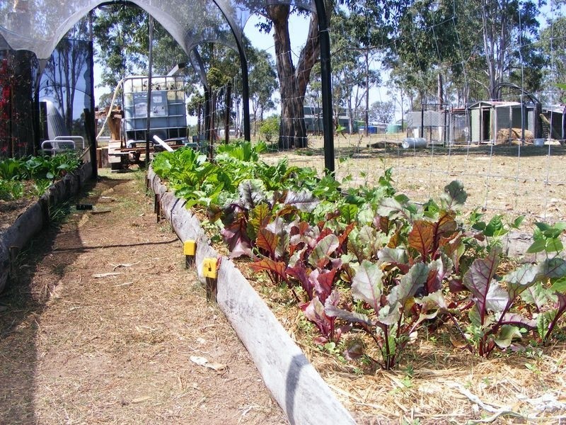 Wattle Camp QLD 4615