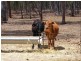 Kingaroy QLD 4610