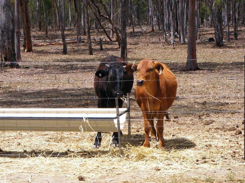 Kingaroy QLD 4610