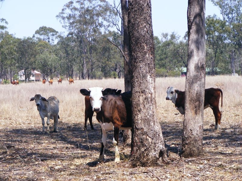 Wattle Camp QLD 4615