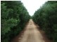 Taabinga QLD 4610