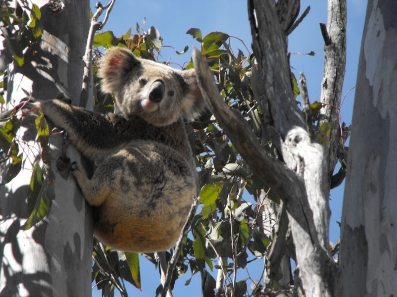 1311 Memerambi Gordonbrook Road, Kingaroy QLD 4610