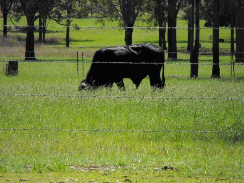 1311 Memerambi Gordonbrook Road, Kingaroy QLD 4610