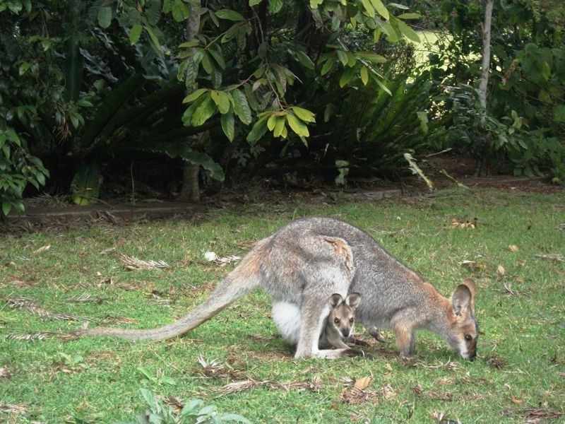 Bunya Mountains QLD 4405