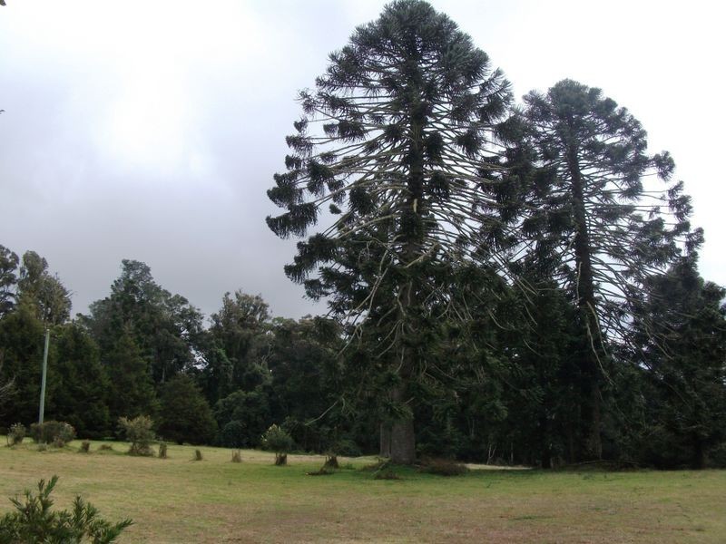 Bunya Mountains QLD 4405