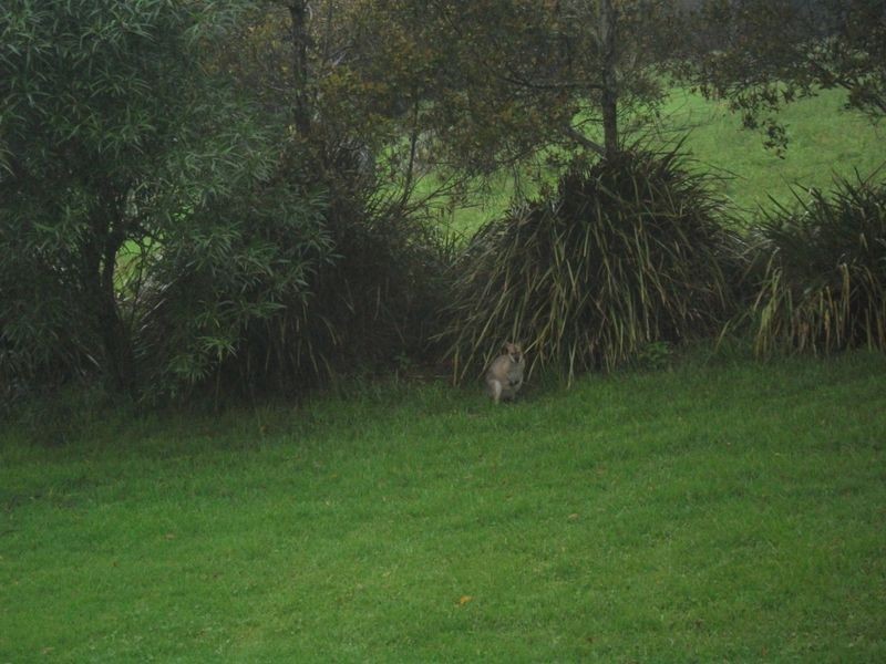 5 Bunya Mountains, Bunya Mountains QLD 4405