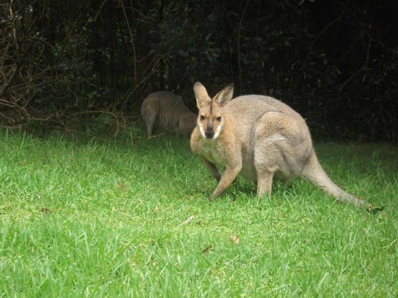 Lot 1 & 2 Bunya Mountains Road, Bunya Mountains QLD 4405