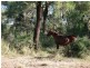 31 Back Road, Kinleymore QLD 4613