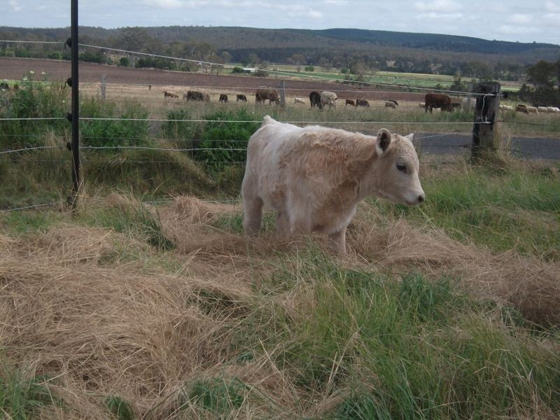 119 Brooklands Pimpimbudgee Road, Brooklands QLD 4615