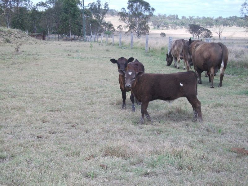 119 Brooklands Pimpimbudgee Road, Brooklands QLD 4615