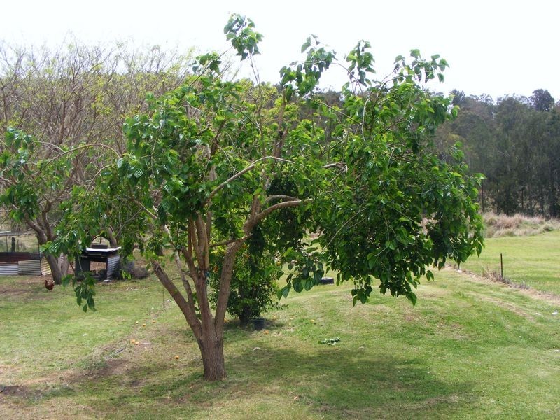 682 Kumbia Road, Ellesmere QLD 4610