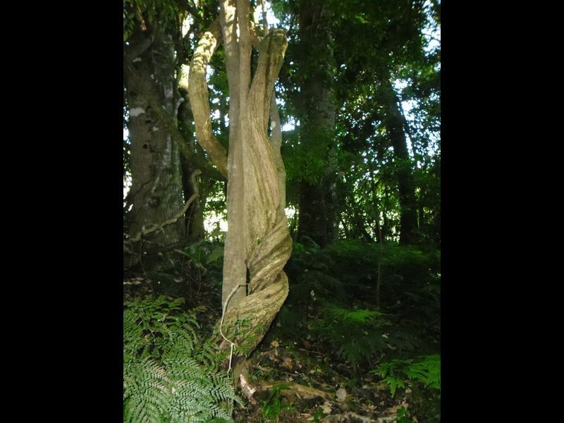 Lot 66 Tolmie Street, Bunya Mountains QLD 4405