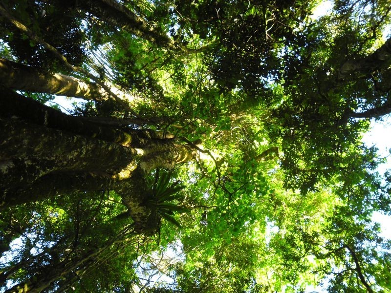 Lot 66 Tolmie Street, Bunya Mountains QLD 4405