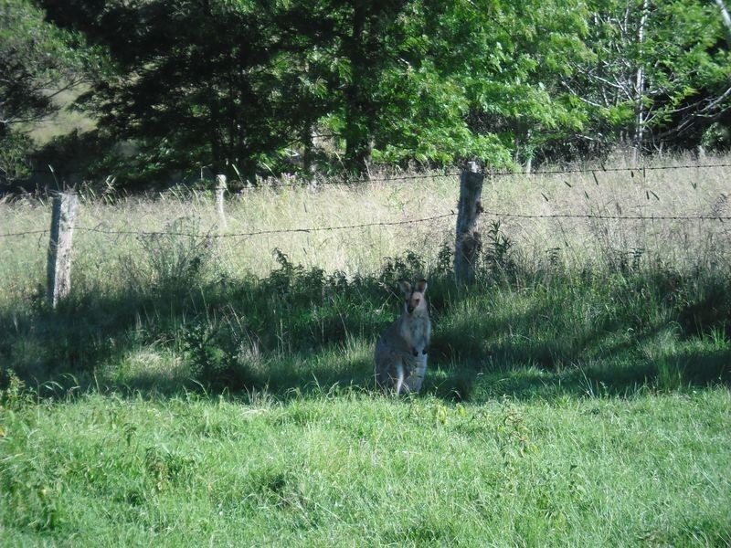 Lot 66 Tolmie Street, Bunya Mountains QLD 4405