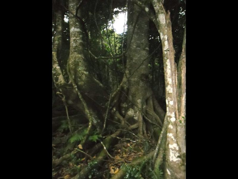 Lot 129 Grimley Street, Bunya Mountains QLD 4405