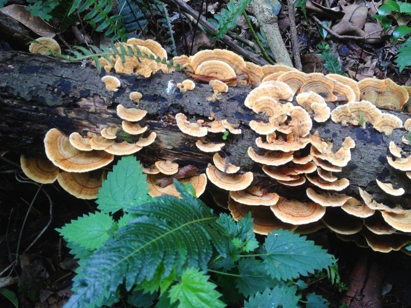 Lot 130 Grimley Street, Bunya Mountains QLD 4405