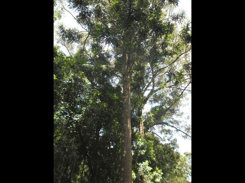 Lot 130 Grimley Street, Bunya Mountains QLD 4405