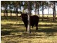 71 Lucas Road – (Lot 1 Coolabunia West Rd), Coolabunia QLD 4610
