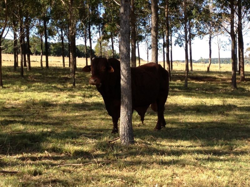 71 Lucas Road – (Lot 1 Coolabunia West Rd), Coolabunia QLD 4610
