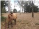 1/ D’Aguilar Highway, Kingaroy QLD 4610