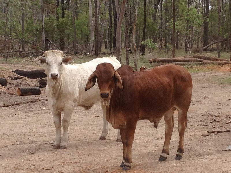 450 Lawsons Broad Road, Coverty QLD 4613