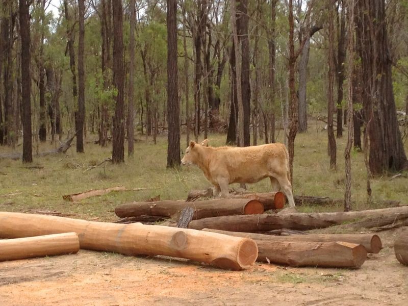 450 Lawsons Broad Road, Coverty QLD 4613