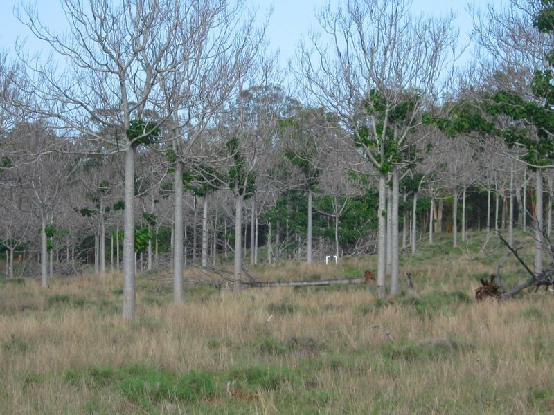 917 Flagstone Creek Road, Haly Creek QLD 4610