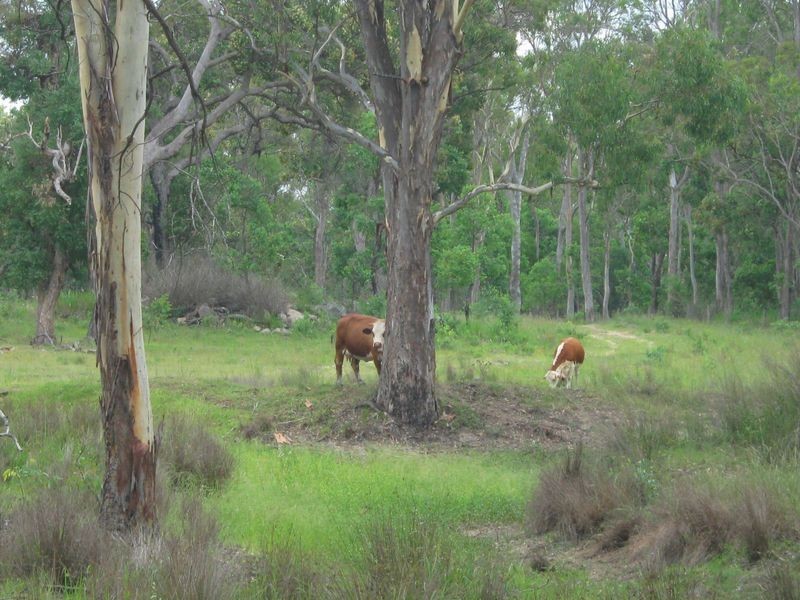 121 Maidenwell Upper Yarraman Road, Maidenwell QLD 4615
