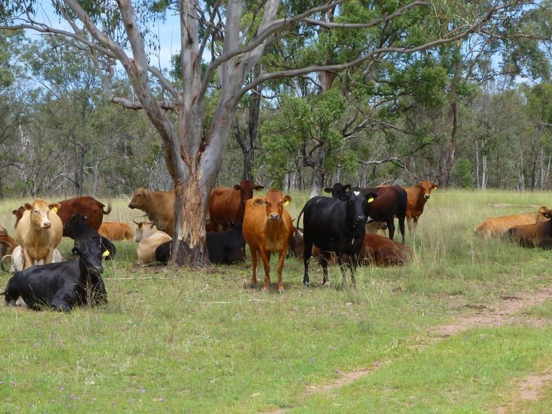 188 Wyuna Road, Gordonbrook QLD 4610